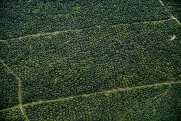 IMAGO Nature: Unsere Erde, Umweltverträgliche Herausforderungen des 21. Jahrhunderts, Palmöl  Plantage aus Ölpalmen (Elaeis guineensis) zur Gewinnung von Palmöl, Luftbild, Simeulue, Indonesien, Asien iblflk04069443.jpg