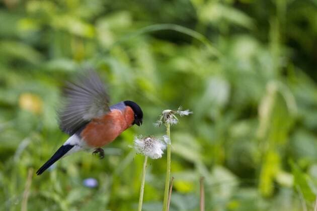 Gimpel, Dompfaff, Blutfink (Pyrrhula pyrrhula), Maennchen fliegt Pusteblume an, Deutschland, Mecklenburg-Vorpommern bullfinch, Eurasian bullfinch, northern bullfinch (Pyrrhula pyrrhula), male approaching dandelion seed head, Germany, Mecklenburg-Western Pomerania BLWS385958