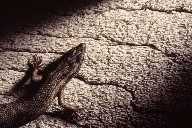 Lizard, South Africa