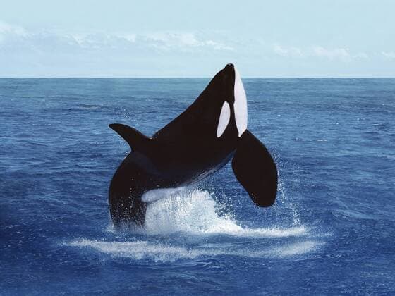 Killer Whale, orcinus orca, Adult Breatching