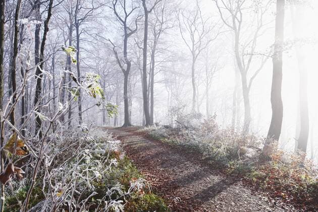 Winterliche Morgensonne dringt durch den Nebel im Wald