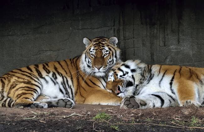 Tiger Katze Maruschka und Tiger Kater Lailek genießen die Wärme der Beheizten Wärmeplatten im Tierpark Hagenbeck Hamburg 13.02.2015