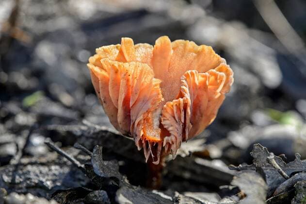 IMAGO Nature: Unsere Erde: Pflanzenwelt: Hässliche Pflanzen Roetlicher Gallerttrichter (Guepinia helvelloides), Fruchtkoerper am Waldboden, Schweiz, Bois de Versoix salmon salad (Guepinia helvelloides), fruiting body on forest floor, Switzerland, Bois de Versoix BLWS386706