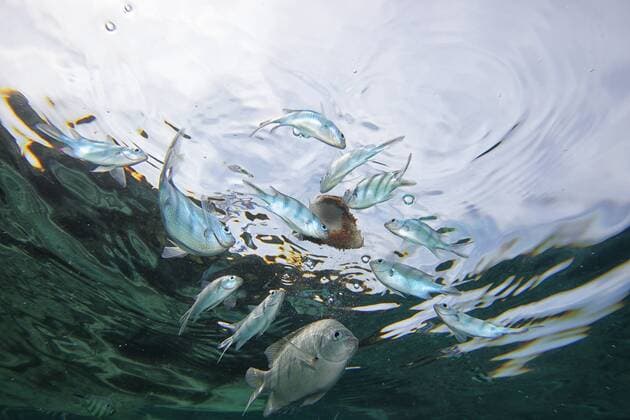 Malaysia, fish swimming in water  DSGF000314