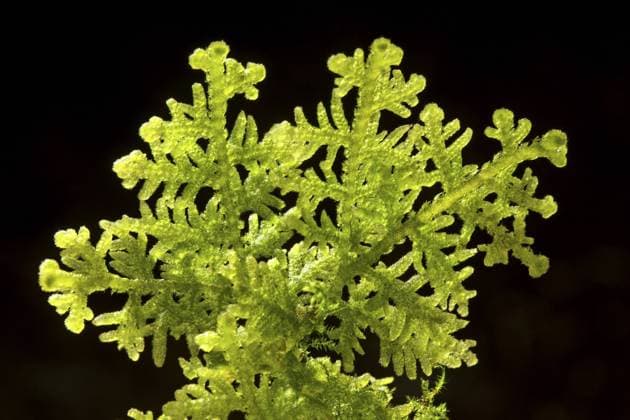 Filziges Haarkelchmoos, Filziges Haarkelch-Lebermoos (Trichocolea tomentella), vor schwarzem Hintergrund, Deutschland Handsome Woollywort, Liverwort (Trichocolea tomentella), in front of black background, Germany BLWS389142
