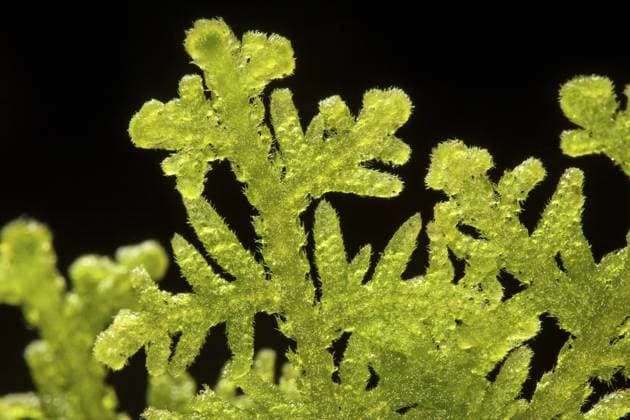 IMAGO Nature: Unsere Erde: Pflanzenwelt: Bedrohte Arten Filziges Haarkelchmoos, Filziges Haarkelch-Lebermoos (Trichocolea tomentella), vor schwarzem Hintergrund, Deutschland Handsome Woollywort, Liverwort (Trichocolea tomentella), in front of black background, Germany BLWS389143