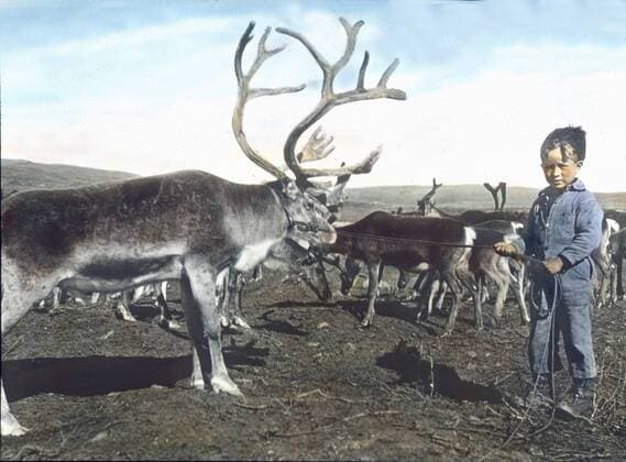 Schweden Ein Junge in Lappland in Schweden zügelt ein Rentier. Europe, Sweden, Sverige, Scandinavia, travel, 1910s, 1920s, 20th century, archive, Carl Simon, history, historical, exquisit collection , hand coloured glass slide, boy, child, little boy, deer, reindeer, wild UnitedArchives00691117