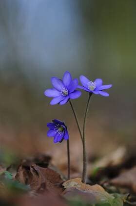 Dreilappiges Leberbluemchen, Leberbluemchen (Hepatica nobilis, Anemone hepatica), bluehend am Waldboden, Deutschland Hepatica liverleaf, American liverwort (Hepatica nobilis, Anemone hepatica), blooming in the forest ground, Germany BLWS315406