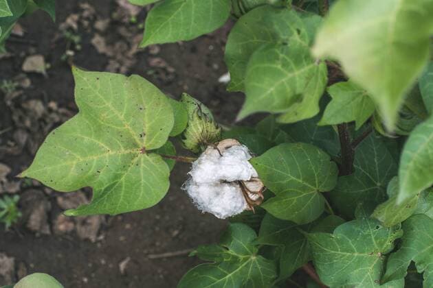 IMAGO Nature: Unsere Erde, Klimawandel, Baumwolle Greece, cotton plant  DEGF000237