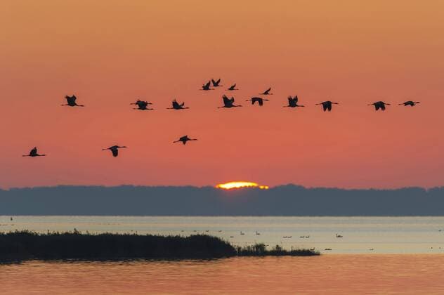 Kranich, Graukranich, Grau-Kranich, Grauer Kranich, Eurasischer Kranich (Grus grus), ziehende Kraniche bei Sonnenuntergang, Deutschland, Mecklenburg-Vorpommern, Ostsee, Gross Mohrdorf Common crane, Eurasian Crane (Grus grus), flying flock at sunset, Germany, Mecklenburg-Western Pomerania, Baltic Sea, Gross Mohrdorf BLWS357783