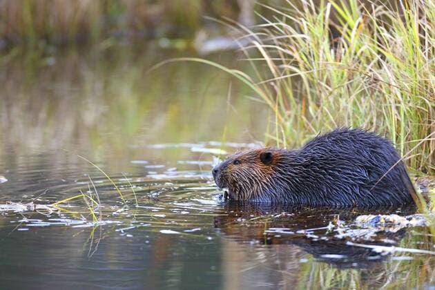 Kanadischer Biber, Kanada-Biber, Kanadabiber, Nordamerikanischer Biber (Castor canadensis), sitzt fressend am Ufer, Kanada, Ontario, Algonquin Provincial Park North American beaver, Canadian beaver (Castor canadensis), sits on shore feeding, Canada, Ontario, Algonquin Provincial Park BLWS390108