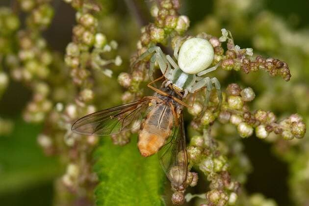 Veraenderliche Krabbenspinne, Veraenderliche Krabben-Spinne (Misumena vatia), gut getarntes Weibchen mit erbeuteter Schwebfliege, Deutschland goldenrod crab spider (Misumena vatia), camouflaged female with captured flower fly, Germany BLWS292443