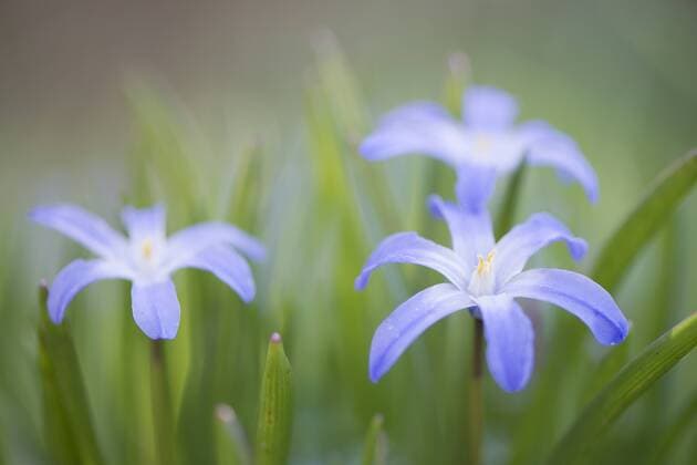  Schneestolz (Chionodoxa gigantea), Emsland, Niedersachsen, Deutschland, Europa Copyright: imagebroker/ErhardxNerger ibxenh04115542.jpg