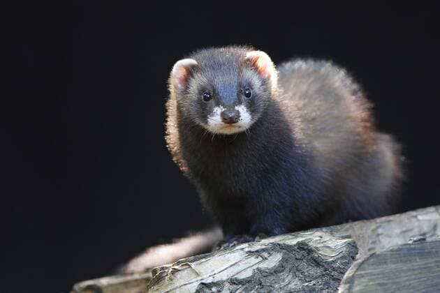 Europaeischer Iltis, Waldiltis, Wald-Iltis (Mustela putorius), sitzt auf einem Baumstamm, Belgien European polecat (Mustela putorius), sitting on a tree trunk, Belgium BLWS392356