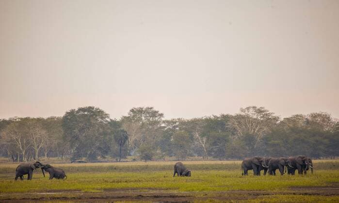 (150423) -- MAPUTO, April 23, 2015 -- Photo taken on April 21, 2015 shows African elephants in the Gorongosa National Park, central Mozambique. The Gorongosa National Park is one of Mozambique s largest and well-known national park, with an area of over 4,000 square km of valley floor and parts of surrounding plateaus. The unique geographic features of Gorongosa at one time supported some of the densest wildlife populations in all of Africa, but large mammal numbers were reduced by as much as 95 percent and ecosystems stressed during Mozambique s long civil conflict at the end of the 20th century. The country has also been criticized by WWF and other environmental organisations as not taking severe measures against poaching, under which circumstance, the parliament passed a new law in April 2014 in order to crack down on poaching. ) MOZAMBIQUE-GORONGOSA NATIONAL PARK MauroxVombe 