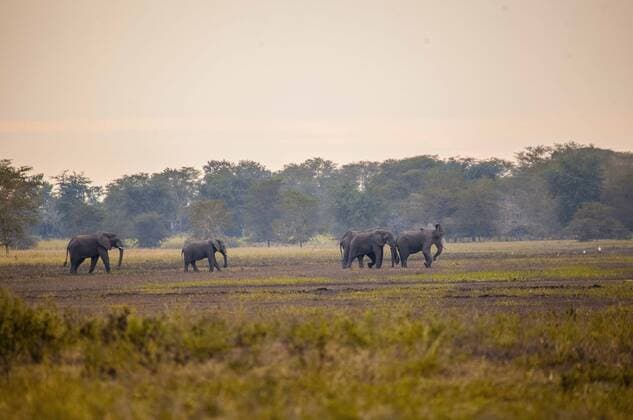 (150423) -- MAPUTO, April 23, 2015 -- Photo taken on April 21, 2015 shows African elephants in the Gorongosa National Park, central Mozambique. The Gorongosa National Park is one of Mozambique s largest and well-known national park, with an area of over 4,000 square km of valley floor and parts of surrounding plateaus. The unique geographic features of Gorongosa at one time supported some of the densest wildlife populations in all of Africa, but large mammal numbers were reduced by as much as 95 percent and ecosystems stressed during Mozambique s long civil conflict at the end of the 20th century. The country has also been criticized by WWF and other environmental organisations as not taking severe measures against poaching, under which circumstance, the parliament passed a new law in April 2014 in order to crack down on poaching. ) MOZAMBIQUE-GORONGOSA NATIONAL PARK MauroxVombe 