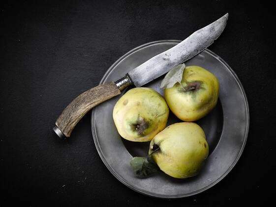  Quitten auf Zinnteller mit Messer Copyright: imageBROKER/PeterxBackens ibxpba04112836.jpg