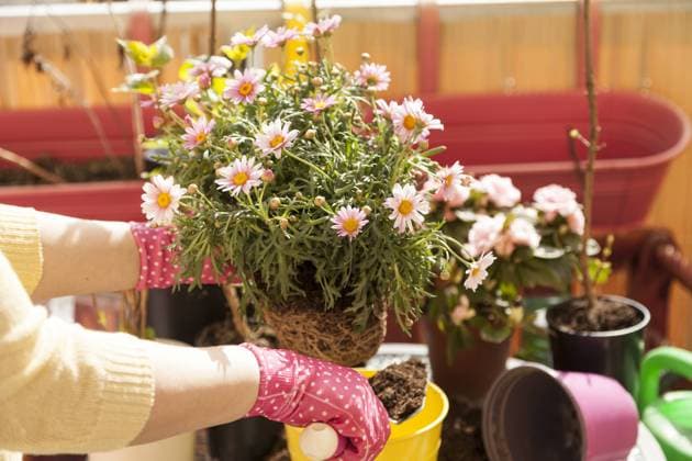Frau topft Blumen auf dem Balkon ein Frau topft Blumen auf dem Balkon ein
