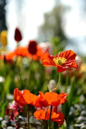 Roter Islandmohn