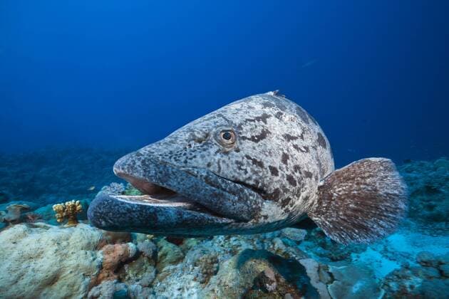 Kartoffel-Zackenbarsch, Epinephelus tukula, Osprey Reef, Korallenmeer, Australien Potato Cod, Epinephelus tukula, Osprey Reef, Coral Sea, Australia Kartoffel-Zackenbarsch, Australien 