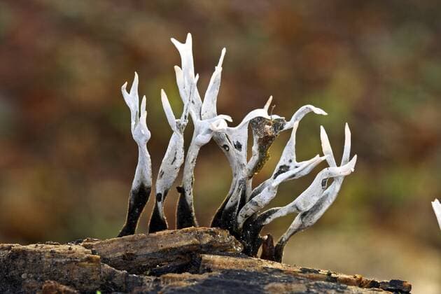 IMAGO Nature: Unsere Erde: Pflanzenwelt: Hässliche Pflanzen Geweihfoermige Holzkeule (Xylaria hypoxylon), Fruchtkoerper auf Totholz, Deutschland candlesnuff fungus (Xylaria hypoxylon), fruiting bodies on deadwood, Germany BLWS393763