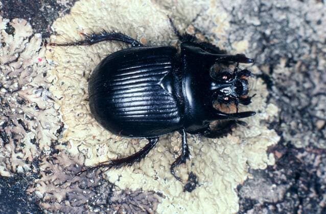 Stierkaefer, Stier-Kaefer (Typhaeus typhoeus, Typhoeus typhoeus), Imago, Deutschland Minotaur beetle (Typhaeus typhoeus, Typhoeus typhoeus), imago, Germany BLWS004192