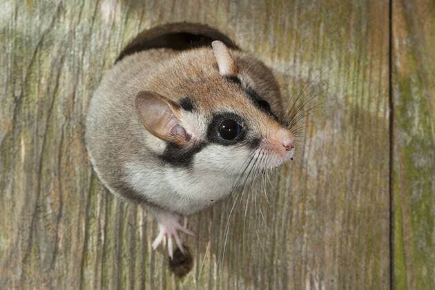 Gartenschlaefer, Garten-Schlaefer (Eliomys quercinus), in einem Vogelnistkasten, Deutschland Garden dormouse (Eliomys quercinus), in a nest box, Germany BLWS351144