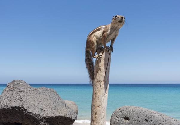 Streifenhoernchen, Backenhoernchen oder Chipmunks Tamias auf einer steinburg am Strand Playa Jandia in der Naehe von Morro Jable auf der kanarischen Insel Fuerteventura am 07.05.2015 in Spanien. Spanien Spain Kanaren Tiere Tier Nagetier Nagetiere Hoernchen Streifen-Backenhoernchen Backenhoernchen Streifenhoernchen Streifen Kanarische Inseln Insel Symbolbild Symbolfoto Fuertenventura Tourismus Reise Reisen Verreisen Flugreise Flugreisen Badeort Badeorte Badestrand Badeurlaub bathing baths beach busy Calma Canaries Canary Costa Europa europe European Ferien Fremdenverkehr Gaeste Gast guests Gaeste Hauptsaison holiday holidays horizontal humans im in Islands Isles kanarisch Kanarische Meer Meeresstrand Sand Reise Reisen resort sandiger Sandstraende Sandstrand sandy season Sommerurlaub South Spain Spanien spanisch spanische spanischer spanisches Spanish Straende Strand Sueden summer Su