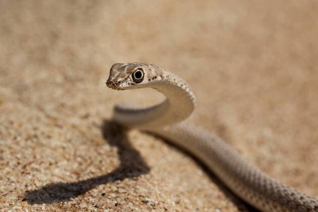 Namib sand snake (Psammophis namibensis) laying in the sand and lifting his head, Namibia, Namib-Naukluft National Park  ErikxJoosten (222)