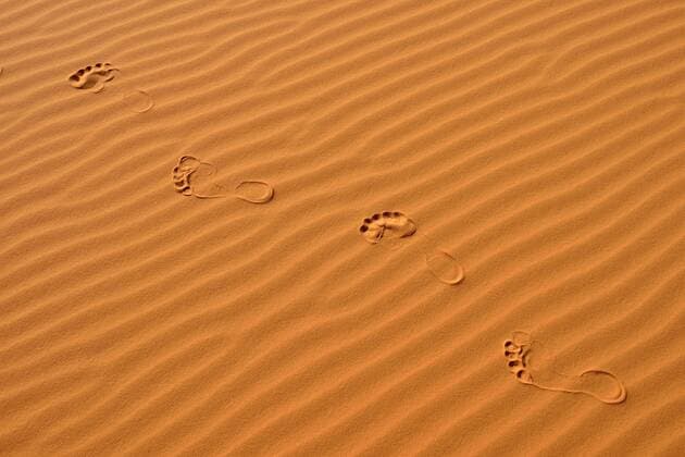 Algeria, footmarks and sand ripples on a desert dune at Sahara  ESF001559