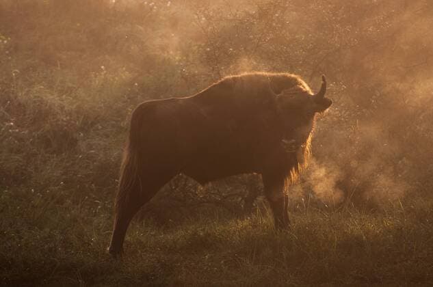European Bison (Bison bonasus) in foggy morning light, The Netherlands, Noord-Holland, Kennemerduinen European Bison  EdxStam (73851)