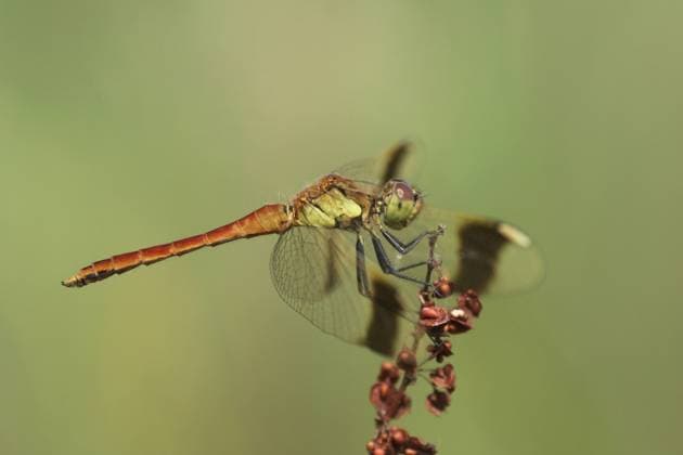 Banded Darter (Sympetrum pedemontanum) male resting on Common Sorrel (Rumex acetosa), The Netherlands, Overijssel Common Sorrel  KarinxRothman (91558)