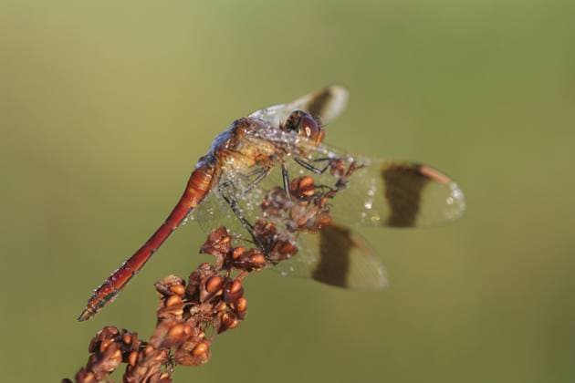 Banded Darter (Sympetrum pedemontanum) male on Common Sorrel (Rumex acetosa), warming up in the first sunlight, The Netherlands, Overijssel Common Sorrel  KarinxRothman (91565)