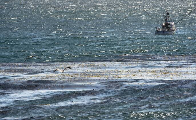 (150523) -- SANTA BARBARA COUNTY, Two seabirds fly over the oil spill slick in Santa Barbara County of Southern California, the United States, on May 22, 2015. An underground pipeline ruptured on May 19 and spilled about 21,000 gallons of crude. The Oiled Wildlife Care Network has activated recovery teams to collect oiled animals. ) (djj) U.S.-SANTA BARBARA COUNTY-OIL SPILL YangxLei 