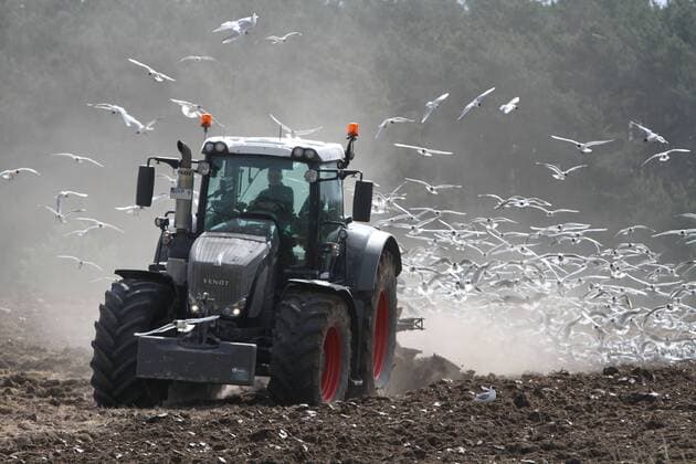Ein riesiger Schwarm Möwen attackiert am Mittwoch (27.05.2015) unweit von Neppermin auf der Insel Usedom (Landkreis Vorpommern Greifswald) einen Traktor vom Typ Fendt beim Pflügen und sucht dabei gleichzeitig nach Nahrung. Möwen fressen in der Regel alles. Dabei nehmen sie fast jede Gelegenheit wahr, um schnell an Futter zu kommen. Auf diese Weise können sie für die Menschen manchmal auch lästig sein.