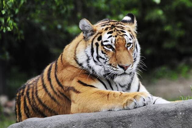 Sibirischer Tiger Weibchen Maruschka Tierpark Hagenbeck Hamburg 02 06 2015 Tierpark