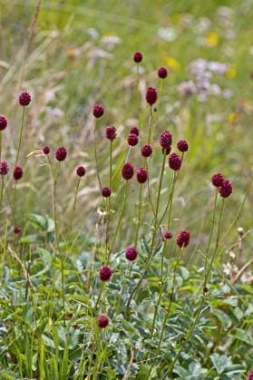 Grosser Wiesenknopf (Sanguisorba officinalis, Sanguisorba major), bluehend, Deutschland Great burnet (Sanguisorba officinalis, Sanguisorba major), blooming, Germany BLWS396955