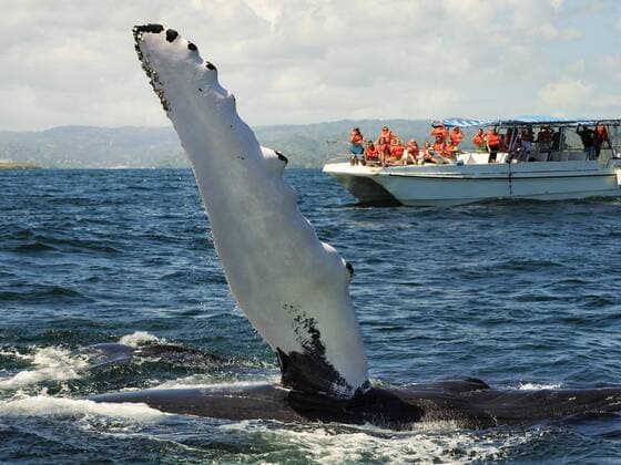 Buckelwal, Buckel-Wal (Megaptera novaeangliae), Buckelwal schlaegt mit der Flosse, Whale Watching, Dominikanische Republik, Samana humpback whale (Megaptera novaeangliae), humpback whale slaps its fin, Whale Watching, Dominican Republic, Samana BLWS397778
