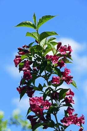 Weigelie (Weigela Carnaval , Weigela Carnaval), bluehender Weigelienzweig weigela (Weigela Carnaval , Weigela Carnaval), blooming branch BLWS397951
