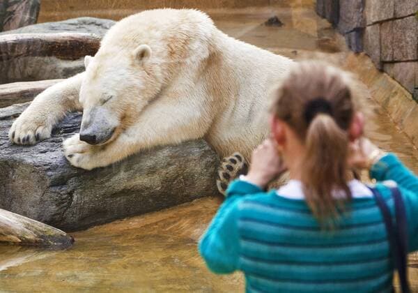 Eisbaer (Ursus maritimus), Maedchen fotografiert einen schlafenden Eisbaeren im Zoo, Deutschland polar bear (Ursus maritimus), girl takes a photo of a sleeping polar bear at the Wuppertal Zoo, Germany BLWS399475