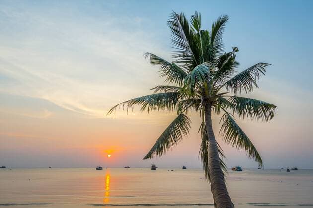 Palme bei Sonnenuntergang am Meer, Golf von Thailand, Insel Koh Tao, Thailand, Asien Copyright: imageBROKER/MoritzxWolf ibxmmw04192706.jpg