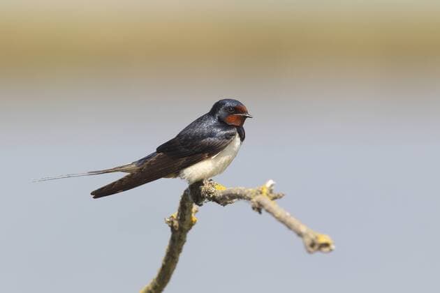 Rauchschwalbe (Hirundo rustica) sitzt auf einem Zweig, Neusiedlersee, Burgenland, Österreich, Europa Copyright: imageBROKER/FriedhelmxAdam ibxada04192430.jpg