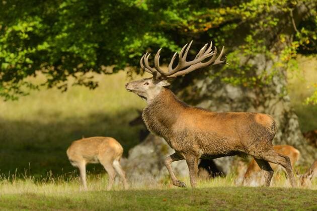 Rothirsch, Rot-Hirsch, Edelhirsch, Edel-Hirsch, Rotwild, Rot-Wild (Cervus elaphus), Hirschrudel auf einer Wiese, Daenemark red deer (Cervus elaphus), herd of stags in a meadow, Denmark BLWS401490