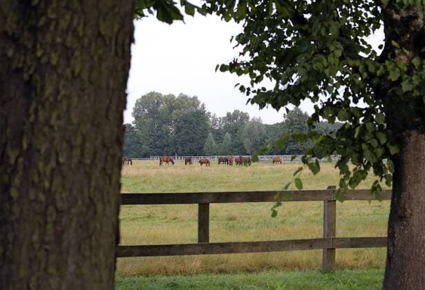 01.08.2015, Neustadt (Dosse), Brandenburg, GER - Pferde auf der Weide. Brandenburgisches Haupt- und Landgestuet Neustadt (Dosse). (Pferde, Weide, ohne Halfter, Haltung, Pferdehaltung, Zucht, Pferdezucht, Warmblut, Warmblutzucht, Warmblueter, Weidesaison, Jahreszeit, Sommer, Koppel, Anlage, Ansicht, grasen, fressen, Nahrungsaufnahme, Koppelzaun, Weidezaun, Holzzaun, Warmblüter) 776D010815NEUSTADT_GESTUET.JPG GALOPP