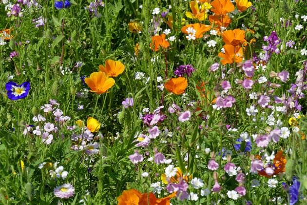 Kalifornischer Kappenmohn, Kalifornischer Kappen-Mohn, Kalifornischer Goldmohn, Kalifornischer Gold-Mohn, Schlafmuetzchen, Kalifornischer Mohn (Eschscholzia californica), bunte Sommerblumenwiese aus einer Einsaatmischung mit Kalifornischem Kappenmohn und Dreifarbiger Winde, Deutschland, Schleswig-Holstein Californian poppy, California poppy, gold poppy (Eschscholzia californica), colourful summer meadow with Californian poppy, garden-pot marigold, ornamental flax and toadflax, Germany, Schleswig-Holstein BLWS402172