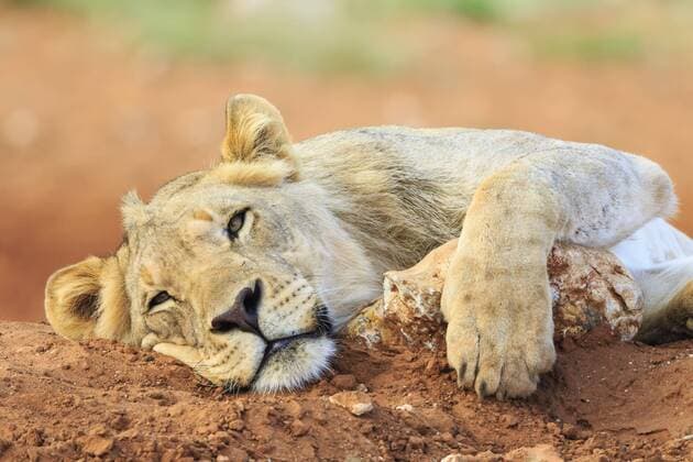 Namibia, Etosha National Park, lazy young lion  FOF008127