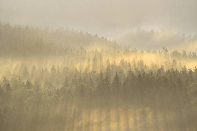 Nebel dampft aus dem Wald am Morgen zum Sonnenaufgang, Sächsische Schweiz, Elbsandsteingebirge, Sachsen, Deutschland, Europa Copyright: imageBROKER/KevinxPrönnecke ibxkkp04182513.jpg
