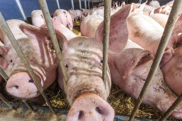 Glückliche Schweine in Sachsen DEU Sachsen Limbach-Oberfrohna Â Schweinemast: Die Agrargenossenschaft Sachsenland im Limbach-Oberfrohna bei Chemnitz legt viel Wert auf Stoffkreisläufe und Eigenvermarktung. Sie mästeten in acht, solcher mit Stroh gefüllter Boxen, bis zu 65 Tiere. Die 25 bis 30 Kilogramm schweren Läufer kommen mit zwei Monaten, wenn sie nach weiteren vier Monaten zum Schlachthof gebracht werden, bringen sie zwischen 100 und 115 Kilogramm auf die Waage. Die Schweine sollen sich wohl fühle, so stehen sie auf einer Strohschicht, die mitwächst . Jede Woche kommen neue Heuballen in die Boxen, die die Tiere zerpflücken. Sie dienen als Beschäftigungsmaterial - und dazu, damit die Tiere nicht auf dem blanken Mist stehen. Die Agrargenossenschaft mit rund 100 Mitrarbeitern ist keineswegs klein. Zu den mehr als 900 Schweinen kommen noch fast 3000 Rinder. Mehr als 30