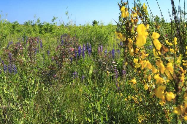 Naturnahe Rekultivierung auf Tagebaukippen DEU Brandenburg Bohrau Â Rekultivierung Renaturierung am Braunkohlentagebau Jänschwalde: Noch rund sechs Jahre soll im Tagebau Jänschwalde Kohle gewonnen werden. Große Teile der Grube sind aber inzwischen wieder verfüllt und werden rekultiviert bzw. renaturiert. Neben der Rekultivierung zu Forst-, bzw. Landwirtschaftsflächen entstehen wissenschaftlich begleitet immer mehr Naturschutzflächen und Biotopverbünde. In der Tagebaulandschaft von Jänschwalde entsteht in den nächsten Jahren das Grüne Herz , ein Biotopverbund von 1200 ha für den Natur- und Artenschutz. Dabei entsteht auch ein Korridor zwischen dem künftigen Malxe-Lauf und dem Taubendorfer See. Auf Rund 50 Hektar, hat bisher die kleine lokale Firma Nagola Re (Sorbisch âÄžauf der Heide) die Kippenfächen vom Tagebau Jänschwalde in ein Blumenmeer verwandelt. Durch regina