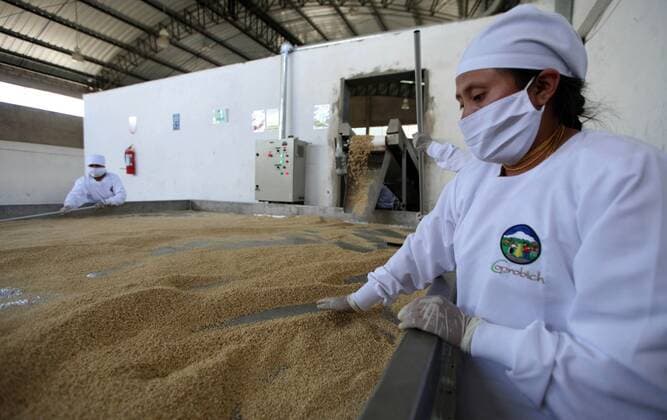 IMAGO Nature: Unsere Erde, Klimawandel, Ernährung, Pflanzen der Zukunft, Quinoa Landwirtschaft, Quinoa Anbau Image taken on July 22, 2014 shows workers processing quinoa to be exported in Colta, Chimborazo province, Ecuador. Quinoa, a species of goosefoot, is a grain crop grown primarily for its edible seeds. The undemanding and altitude-hardy plant, originally grown in Bolivia, Ecuador and Peru, has a planting history of 5,000 to 7,000 years. Scientific research shows quinoa has great nutritional value. It is high in essential amino acids, minerals, vitamins and good fatty acids, and can boost immunity. The United Nations declared 2013 the International Year of Quinoa to recognize its nutritional, ecological and economic benefits. Santiago Armas) (fnc) ECUADOR-COLTA-HEALTH-FOODS-FEATURE e SantiagoxArmas 